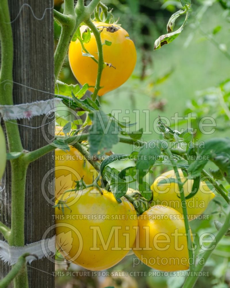 Solanum Lemon Boy (Tomato vegetable - tomate) 2